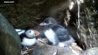 Puffin Burrow | 2024 Season Highlights