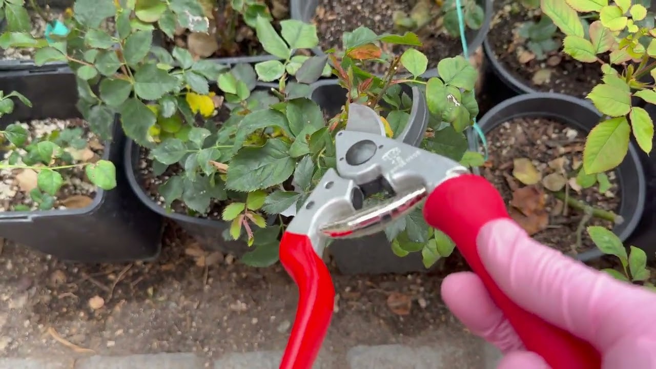 Pruning roses (冬剪）02/10/2026