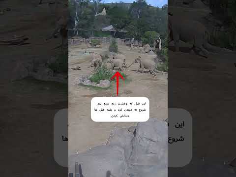 واکنش عجیب فیل ها به زلزله کالیفرنیا