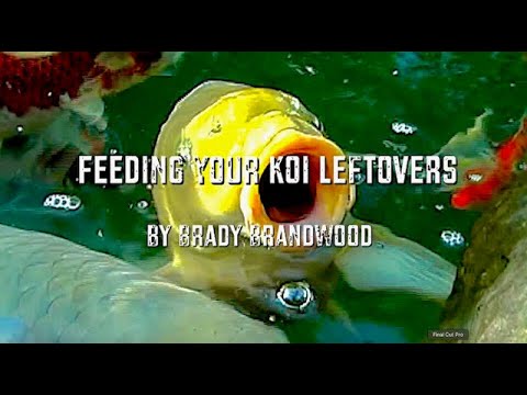 Feeding Your Koi,... Leftovers & Natural Foods,...