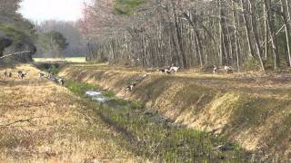extended video of the March 25,2011 hunt. All images are of the sam...