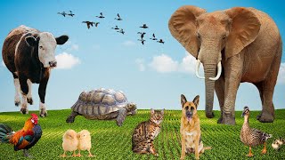 cute little animals - Animal Sounds - Dog, cat, lion, tiger, elephant, sheep, cow