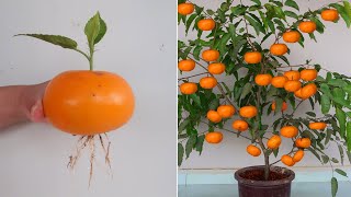 How to grow  Persimmon tree from banana for beginners