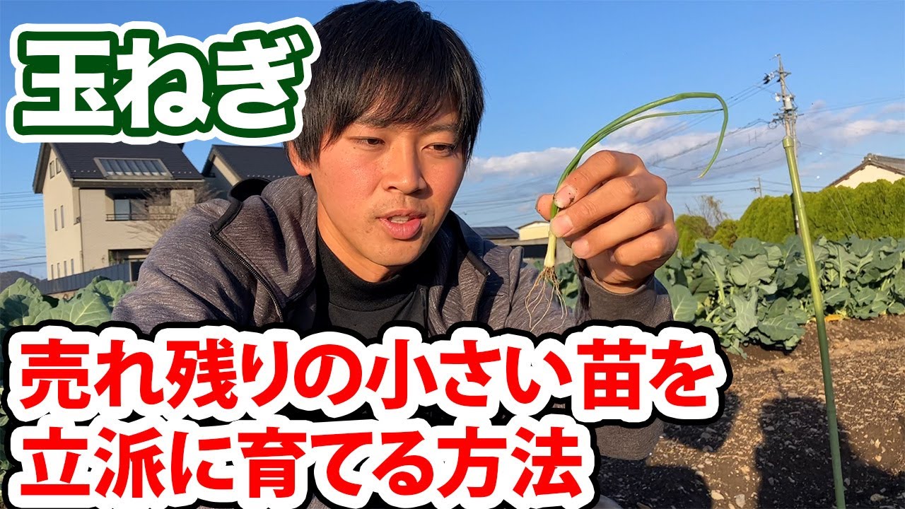 Onion] How to plant small, weak seedlings: Even small seedlings