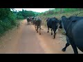 Levando as Vacas pro Pasto Tocadas Pela Estrada Afora Após Terem Sido Liberadas da Ordenha no Curral