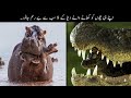 8 Most Cruel Animal Parents In The World | دنیا کے سب سے بے رحم جانور | Haider Tv