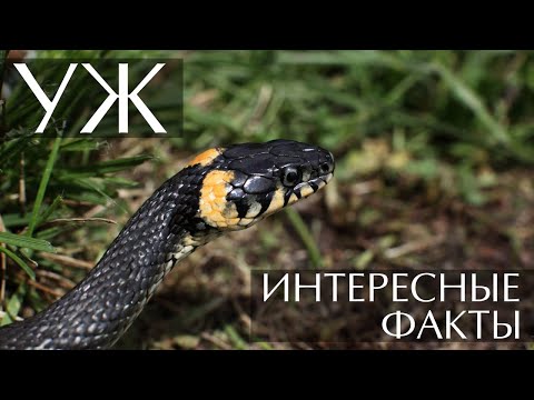 Уж - интересные факты