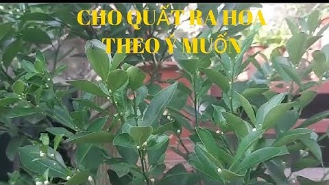 Cách cho quất ra hoa nhiều, đậu quả và chín đúng vào dịp Tết Nguyên đán