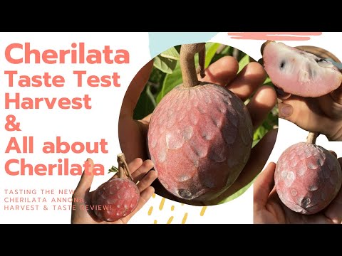 Video: Annona Purpurea -yhtiön Norpurpureiinialkaloidi Estää Ihmisen Verihiutaleiden Aktivaatiota In Vitro