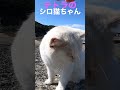 テトラでぬいぐるみ抱っこのシロちゃん💕#cat #猫動画 #野良猫 #shorts