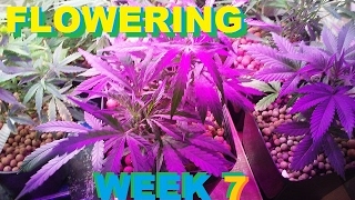 Photo Slideshow - Week 7 of 9 (flowering)