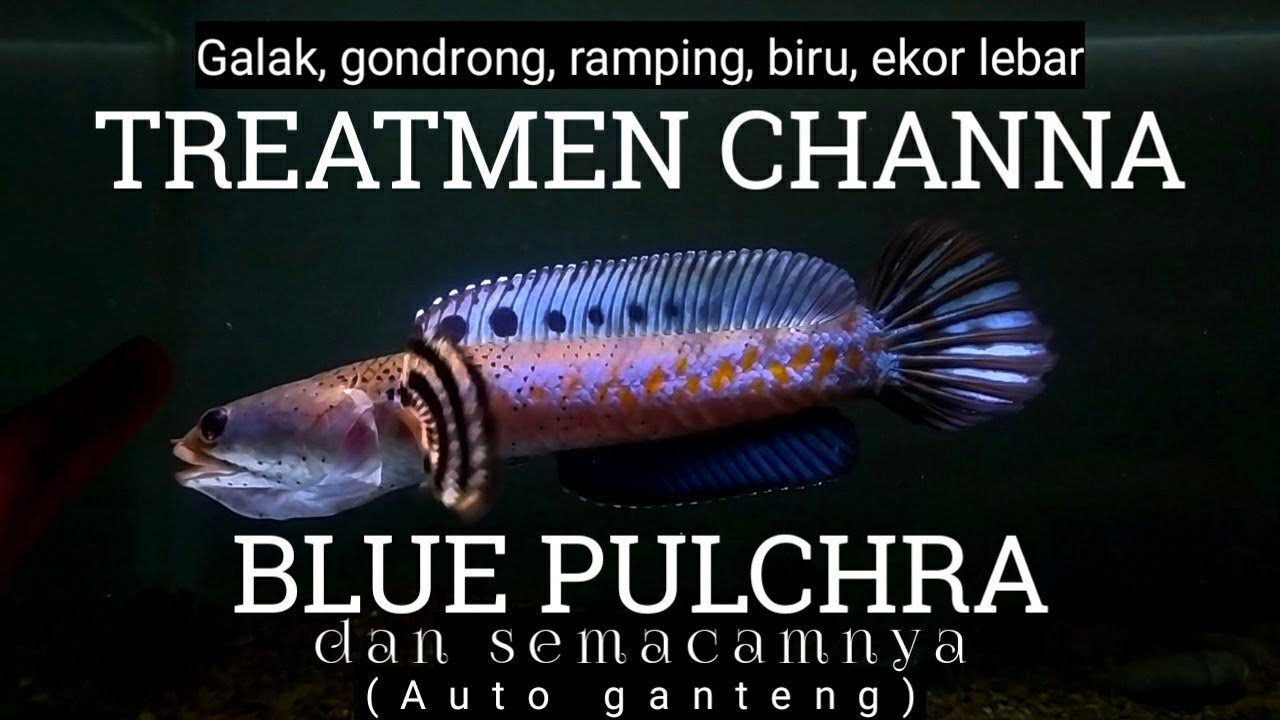 TREATMENT CHANNA BLUE PULCHRA-EKOR LEBAR, GONDRONG, BIRU-BISA DITERAPKAN UNTUK ORCHA & ORNA