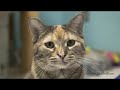 Adoptable Pet of the Week: Selma