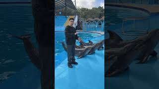 الدلافين المتكلمه إتفقت علي عمل حركه معا😱🐬