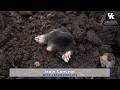 Mole Control