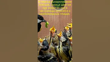 насекомоядные  \  insectivores