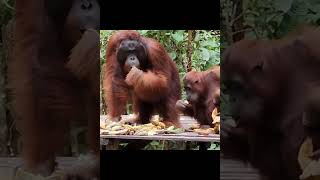 Orangutans At The Feeding Platform.