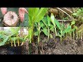 How to propagate multiple banana trees that the world should know this technique banana trees