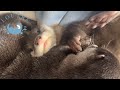 Restart with Four Baby Otters ~Their Introductions~