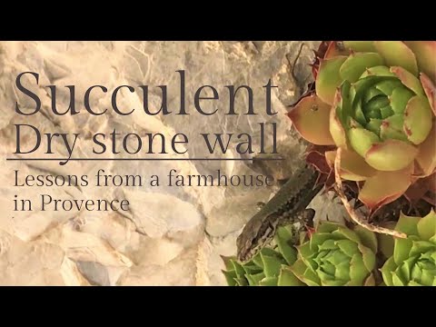 Video: Sedum Acre là gì - Học cách trồng Goldmoss Stonecrop