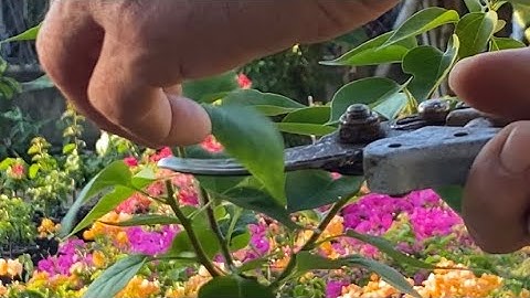 Cắt ngọn, tỉa cành, bón phân tạo tán cho cây hoa giấy ngay từ nhỏ.