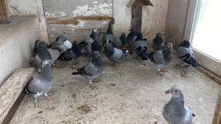 BIG DAY | WEANING The 2023 Young PIGEONS