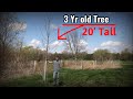 Fast Growing Trees For Deer Habitat | Hybrid Willows and Poplars