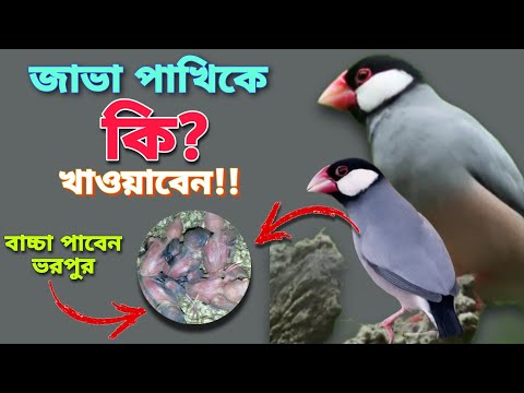 ভিডিও: জাভার কোন সংস্করণ 1.8 0?