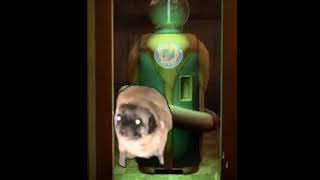 Pug dancing to the Who is Who  jingle from CoD