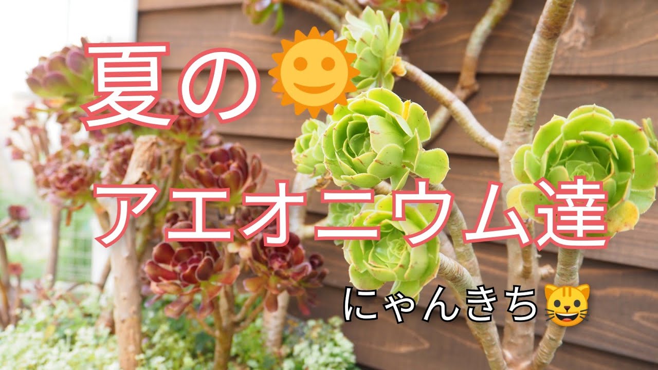 多肉植物]我が家の黒法師達！休眠してる？してない？ - YouTube