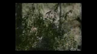 string forces - Vodi me