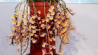 18臺灣國際蘭展 石斛蘭 Dendrobium 萬代蘭 Vanda 文心蘭 Oncidium 18taiwan International Orchid Show Tios Youtube