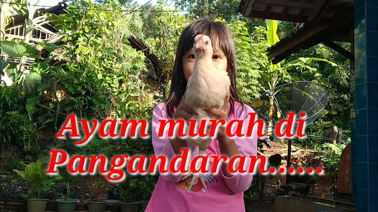 Ayam viral harga  Rp 1000 di  pangandaran  YouTube