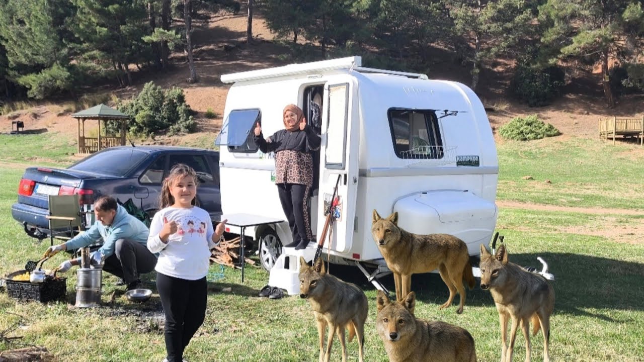 Kampı Kurtlar ve Çakallar Bastı | Korku Dolu Anlar!