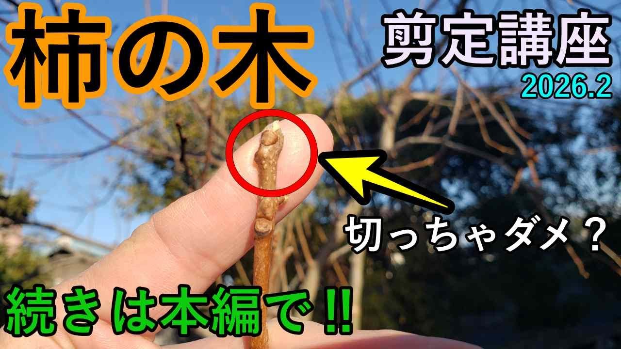 【2026.2】柿の木の剪定｜実を付けるために「切るべき枝」と「切ってはいけない枝」この5つのポイントを押さえるべし