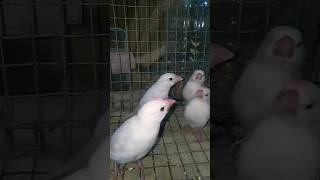 Java Albino semi #java #finches #shorts #birds