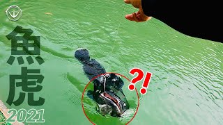 Taiwan! So exciting! Are you kidding me? Giant black snakehead attack! Absolutely not scared me!