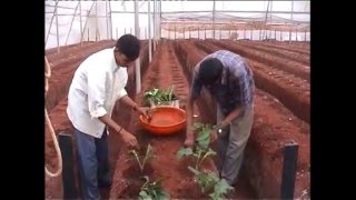 Poly House Farming