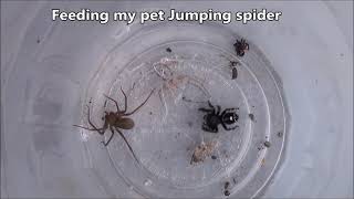 Jumping Spider Vs Brown Recluse