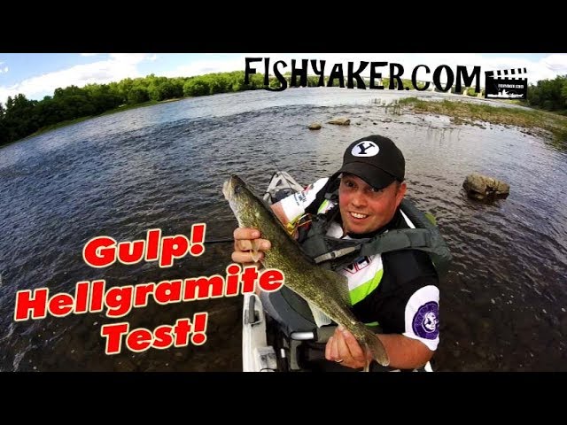 Susquehanna River Kayak Fishing - Gulp! Hellgramite Test: 6/15/18