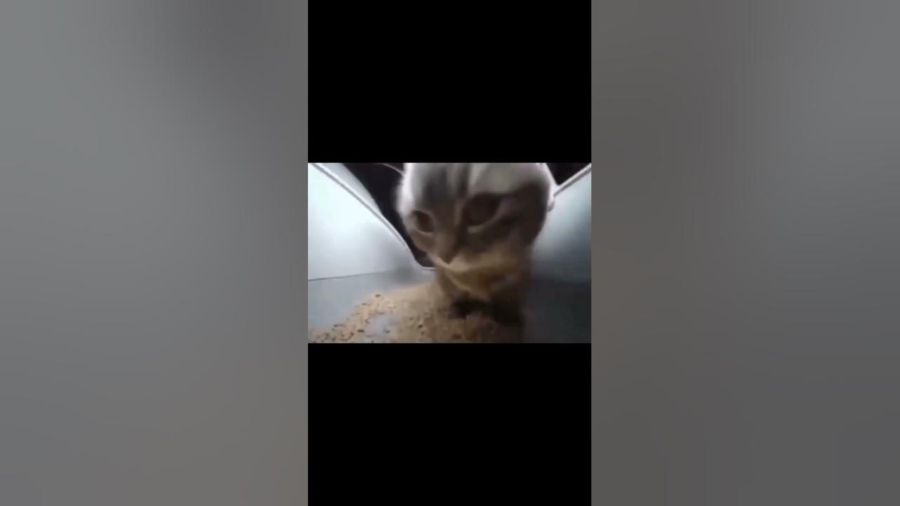 Мем с котом чипи чипи чапа чапа КОТ флексит под ПЕСНЮ Чипи Чипи Чапа Чапа Funny cat meme short #shorts #котмонав
