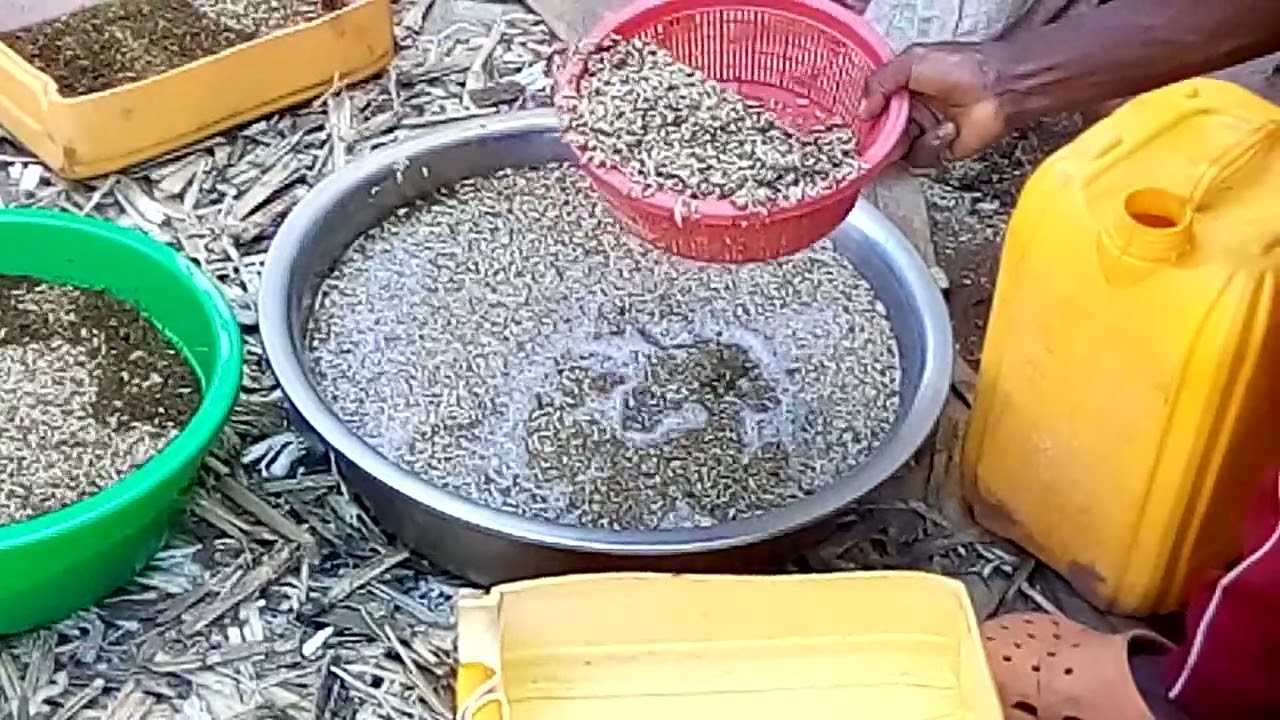 Que faire après récolte des asticots?