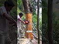 This is the harvesting process of cinnamon #knowledge #shorts #fyp