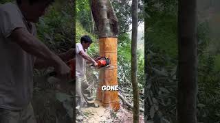 This is the harvesting process of cinnamon #knowledge #shorts #fyp