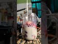 Strawberry shake now you try i😋😋#foodlover #foodshorts #drink