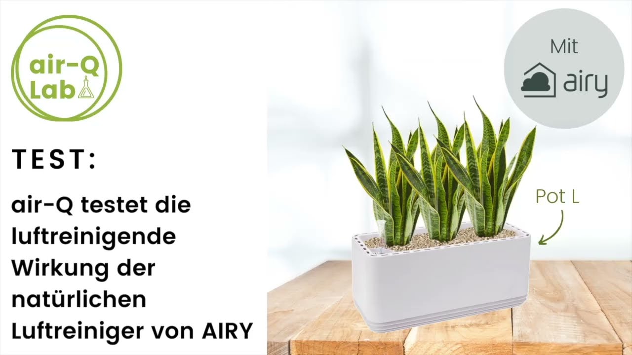 Test: die luftreinigende Wirkung der natrlichen Luftreiniger von AIRY (Pot  L)