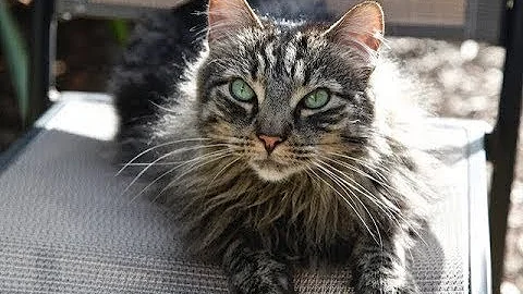 Animal Communicator Suzan Vaughn tells the story o...