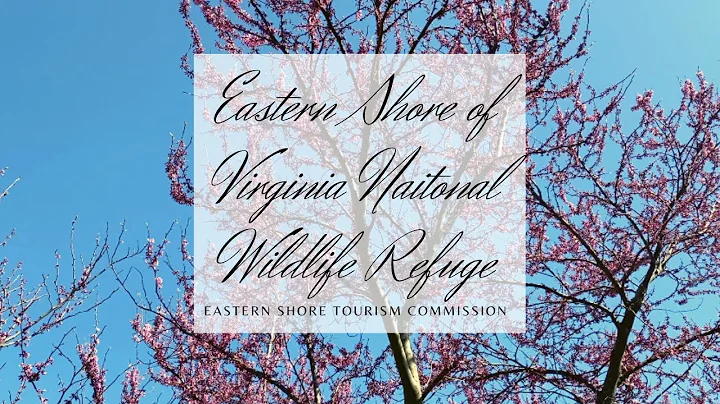 The Eastern Shore of Virginia National Wildlife Refuge