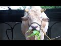 Happy farms kolar   youtube 720p