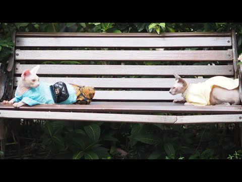 親子で屋外モデル撮影に挑戦する子猫【スフィンクス猫】